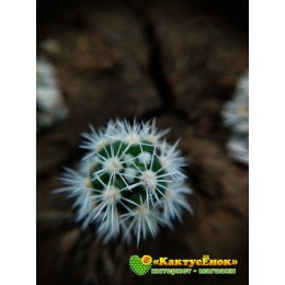 Маммиллярия культивар "Снежный шар" (Mammillaria vetula subs. gracilis cv. Arizona Snowcap)