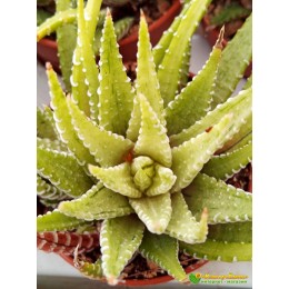 Хавортия фасциата вариегатная (Haworthia fasciata variegata cv.White Bird, хавортия фасциата)