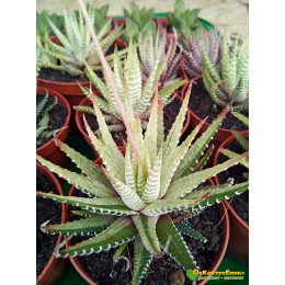 Хавортия фасциата вариегатная (Haworthia fasciata variegata cv.White Bird, хавортия фасциата)