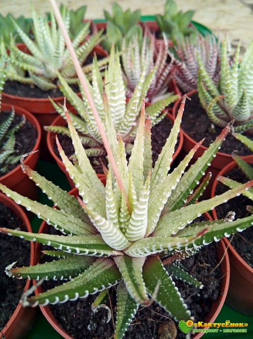 Хавортия фасциата вариегатная (Haworthia fasciata variegata cv.White Bird, хавортия фасциата)