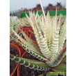 Хавортия фасциата вариегатная (Haworthia fasciata variegata cv.White Bird, хавортия фасциата)