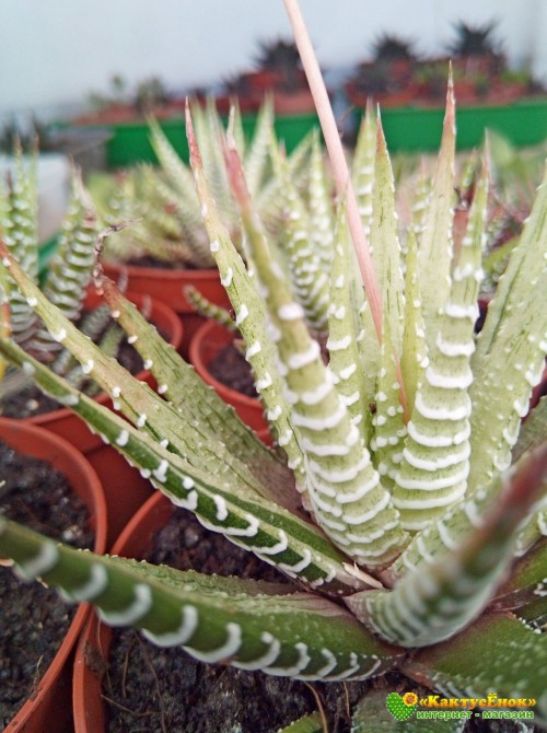 Хавортия фасциата вариегатная (Haworthia fasciata variegata cv.White Bird, хавортия фасциата)