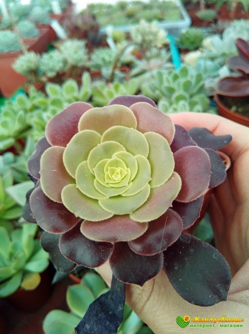 Эониум Велюр (Aeonium Velour)