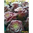 Эониум Велюр (Aeonium Velour)