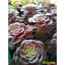 Эониум Велюр (Aeonium Velour)