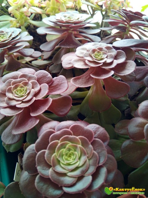 Эониум Велюр (Aeonium Velour)