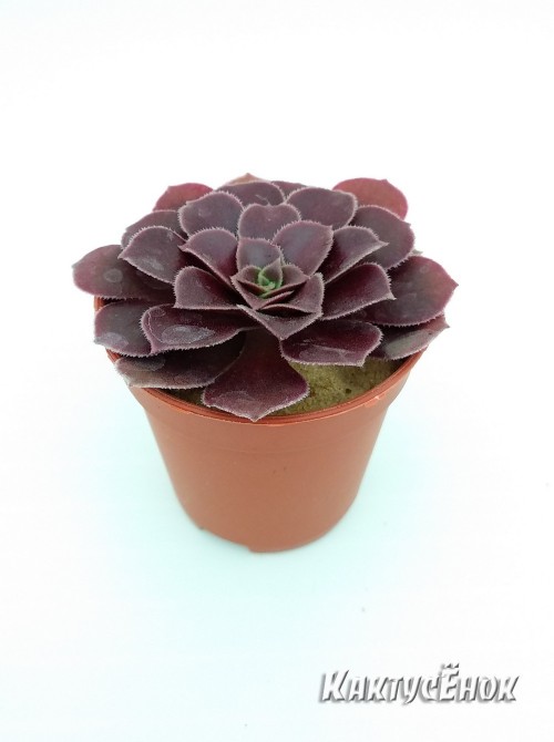 Эониум Велюр (Aeonium Velour)