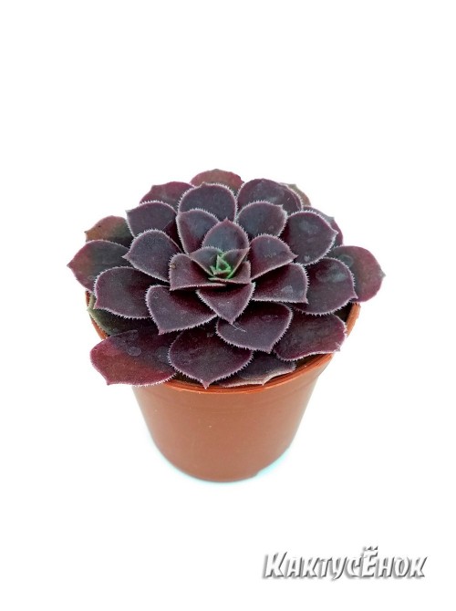 Эониум Велюр (Aeonium Velour)