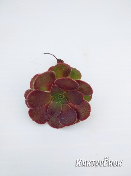 Эониум Велюр (Aeonium Velour)