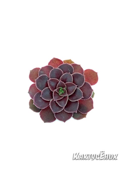 Эониум Велюр (Aeonium Velour)