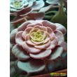 Эониум Велюр (Aeonium Velour)