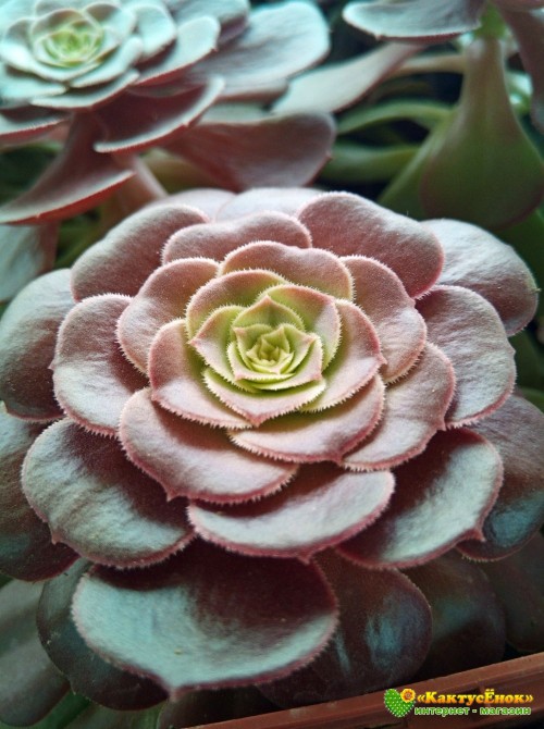 Эониум Велюр (Aeonium Velour)