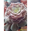 Эониум Велюр (Aeonium Velour)