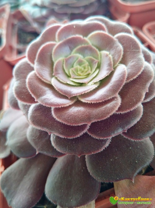 Эониум Велюр (Aeonium Velour)