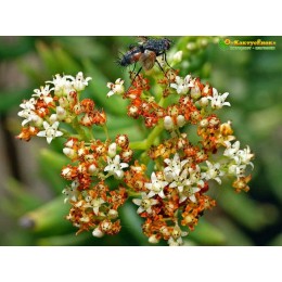 Черенок крассула четырехгранная (Crassula tetragona, крассула тетрагона)