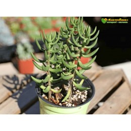Черенок крассула четырехгранная (Crassula tetragona, крассула тетрагона)