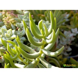 Черенок крассула четырехгранная (Crassula tetragona, крассула тетрагона)