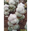 Черенок толстянка обманчивая (Crassula deceptor, крассула децептор)