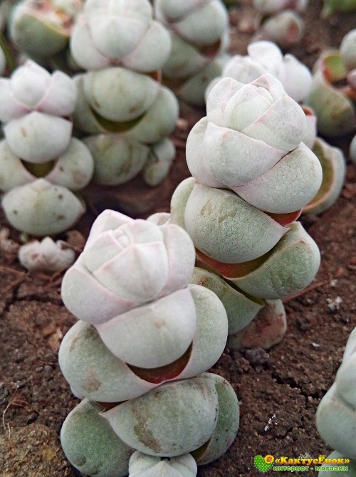 Черенок толстянка обманчивая (Crassula deceptor, крассула децептор)