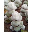 Черенок толстянка обманчивая (Crassula deceptor, крассула децептор)