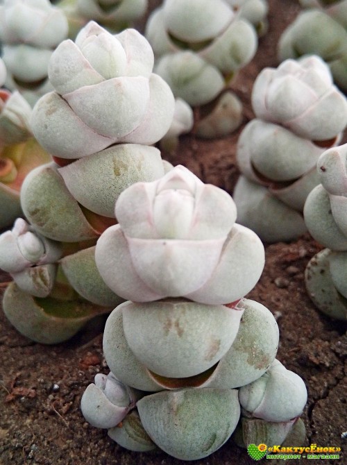 Черенок толстянка обманчивая (Crassula deceptor, крассула децептор)