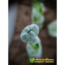 Черенок крассула обманчивая (Crassula deceptor, крассула децептор)