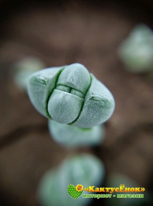 Черенок толстянка обманчивая (Crassula deceptor, крассула децептор)