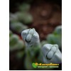 Черенок толстянка обманчивая (Crassula deceptor, крассула децептор)