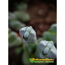 Черенок крассула обманчивая (Crassula deceptor, крассула децептор)