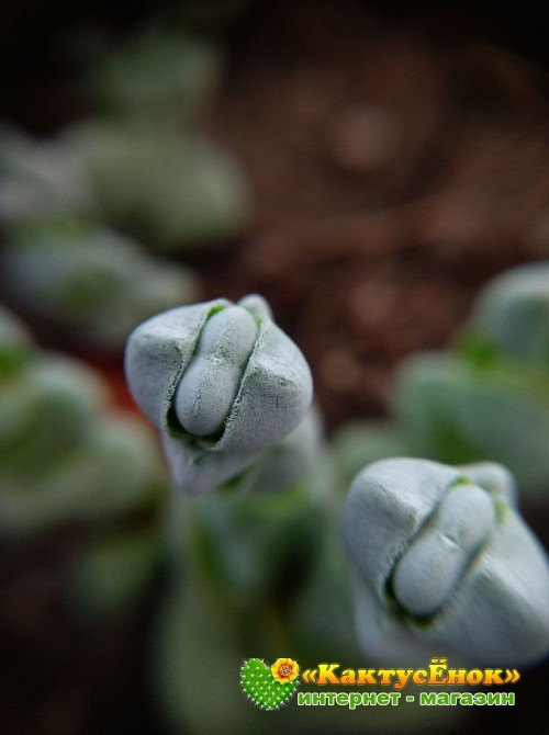 Черенок толстянка обманчивая (Crassula deceptor, крассула децептор)