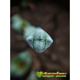 Черенок крассула обманчивая (Crassula deceptor, крассула децептор)