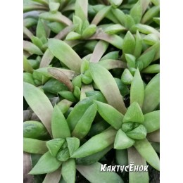 Хавортия ладьевидная (Haworthia cymbiformis, хавортия цимбиформис)