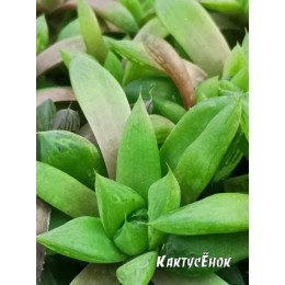 Хавортия ладьевидная (Haworthia cymbiformis, хавортия цимбиформис)