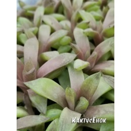 Хавортия ладьевидная (Haworthia cymbiformis, хавортия цимбиформис)