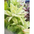 Черенок Крассула раттраи (Crassula rattrayi)