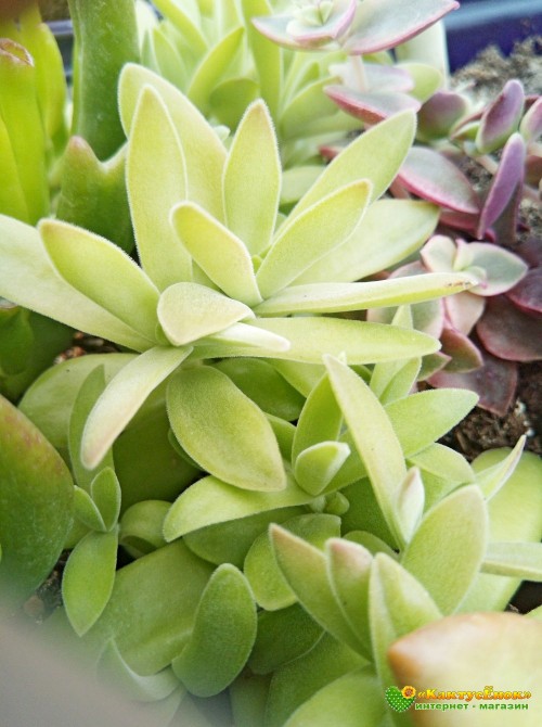 Черенок Крассула раттраи (Crassula rattrayi)