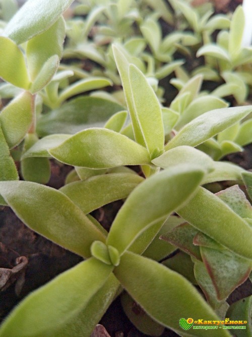 Черенок Крассула раттраи (Crassula rattrayi)