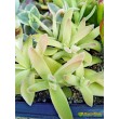 Черенок Крассула раттраи (Crassula rattrayi)