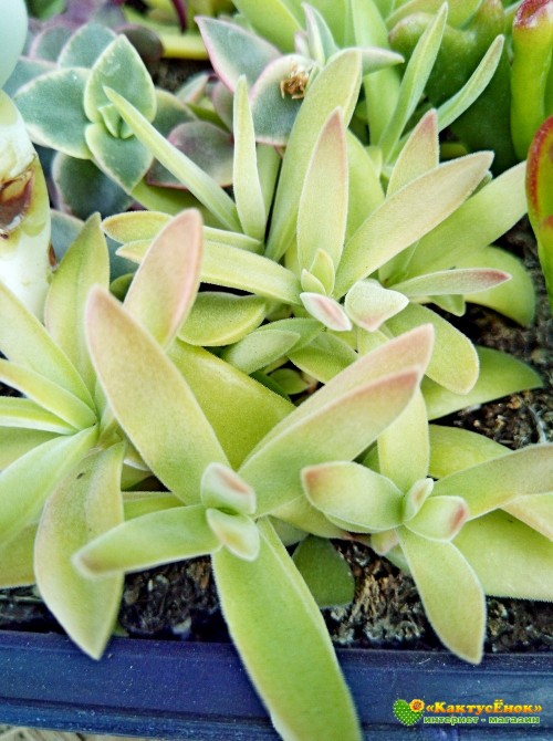 Черенок Крассула раттраи (Crassula rattrayi)