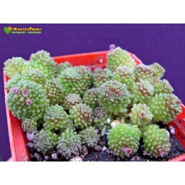 Монантес многолистный (Monanthes pollyphylla, монантес полифилла)