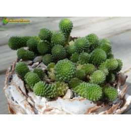 Монантес многолистный (Monanthes pollyphylla, монантес полифилла)