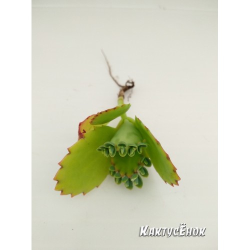 Каланхоэ светло-зеленое (Kalanchoe laetivirens, каланхоэ лаетивиренс)