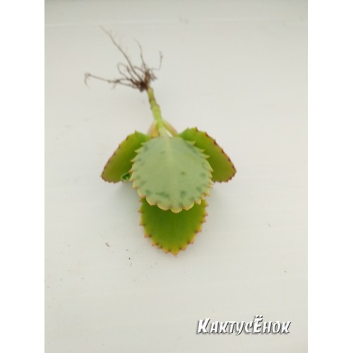 Каланхоэ светло-зеленое (Kalanchoe laetivirens, каланхоэ лаетивиренс)