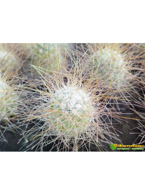 Маммиллярия Рекои (Mammillaria Rekoi)