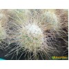 Маммиллярия Рекои (Mammillaria Rekoi)