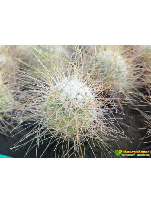 Маммиллярия Рекои (Mammillaria Rekoi)