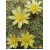 Долихотеле побегоносная (Маммиллярия суркулоза) (mammilaria (Dolichothele) surculosa)