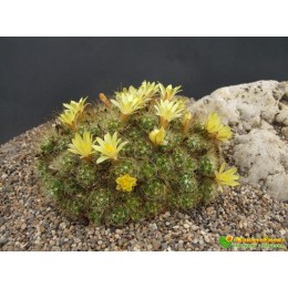 Долихотеле побегоносная (Маммиллярия суркулоза) (mammilaria (Dolichothele) surculosa)
