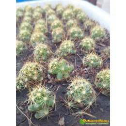 Долихотеле побегоносная (Маммиллярия суркулоза) (mammilaria (Dolichothele) surculosa)