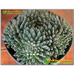 Синокрассула юннаньская (Sinocrassula yunnanensis)